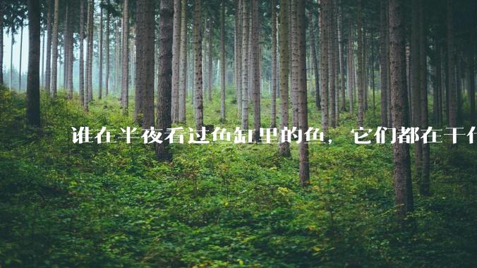 谁在半夜看过鱼缸里的鱼，它们都在干什么？